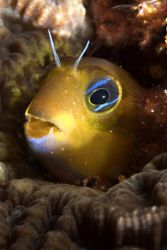 A blenny with large teeth, first time i noted them. Nikon... by Sean Sequeira 
